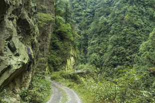 山间蜿蜒小路 绿意盎然