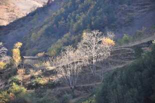 山间多彩树木景致