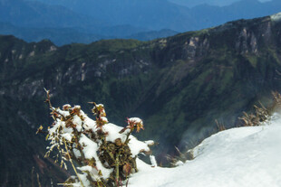 雪覆山间植物 美景如画