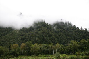 云雾缭绕的山林美景