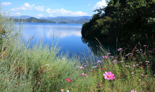 湖畔花草与宁静湖水景色