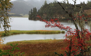 湖畔秋景 红叶点缀自然美