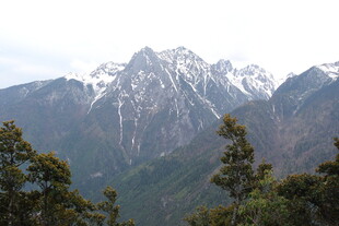 雪山巍峨伴葱郁山林