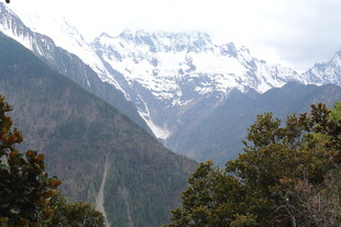 雪山下的葱郁山林