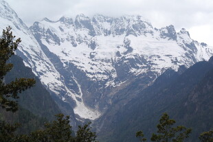 巍峨雪山与葱郁林木景观