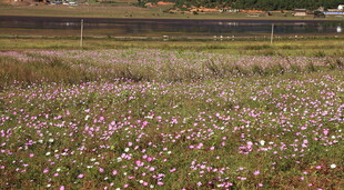 花海烂漫 田野中的绚丽景致