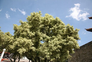 阳光下葱郁绿树