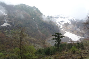 山间雪景中的葱郁树木