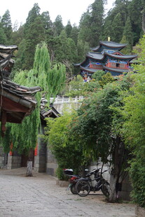 古村小巷 绿植环绕的静谧处