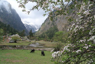 山间春景 草地牛羊与繁花
