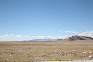 广袤草原上的悠然牧群