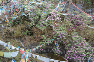 山间五彩经幡随风飘扬