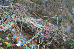 山间五彩经幡随风飘动
