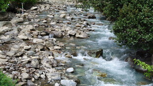 山间溪流潺潺 碎石相伴