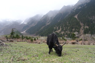 草原牦牛悠然进食