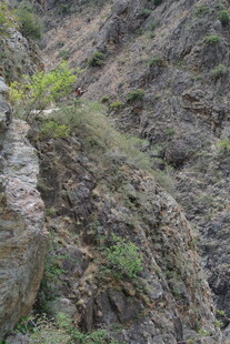 山间峭壁上的顽强绿植