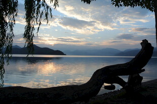 湖畔黄昏垂柳剪影美景