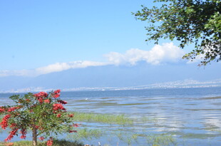 湖畔美景 红花绿树映蓝天