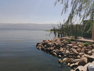 湖畔石岸垂柳风景图