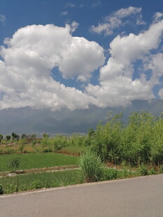 乡村公路旁的田园风光