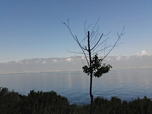 湖畔孤树 静享自然之美