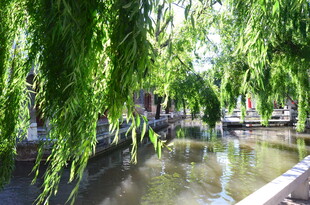 河畔垂柳下的静谧水景