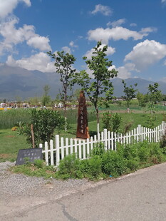 乡村路边的白色围栏与绿树