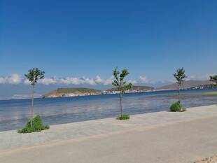 海滨风光 岸边绿植与远岛