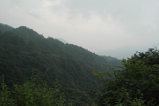 云雾缭绕的山林景色