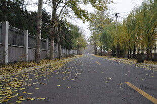 秋日落叶铺就的静谧道路