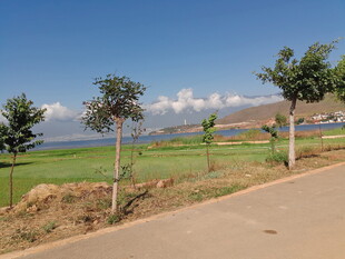 乡村公路边的美丽风光