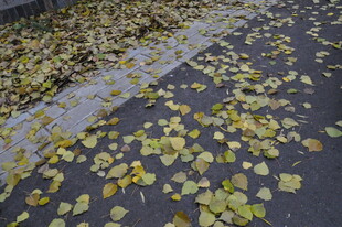 路面上散落的金黄秋叶