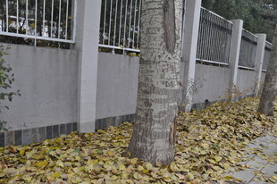 秋日树下落叶景