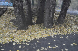 树下金黄落叶铺就美景