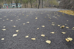 秋日路面散落的金黄树叶