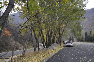 秋日林间公路 车辆穿行