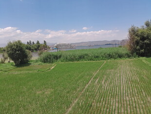 田园风光中的翠绿农田