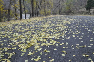 秋日落叶铺满林间小路