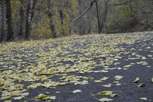 秋日林间落叶铺就的小路