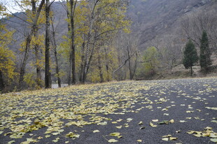 秋日落叶铺就的静谧之路