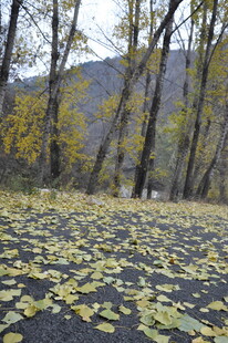 秋日林间落叶铺就的美景