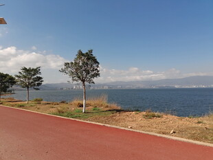 海边红径旁的树木与蓝天