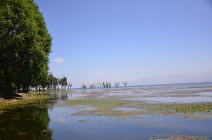 湖畔绿树映碧水美景