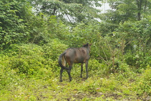 森林中站立的一匹骏马