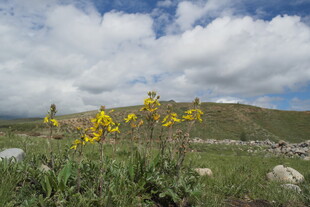草原上的黄色野花