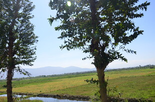 田野绿树间的清新风光
