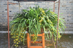 悬挂绿植架上的茂盛盆栽