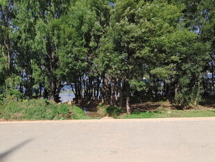 路边葱郁树林景观