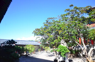 海边绿树成荫的美丽景致