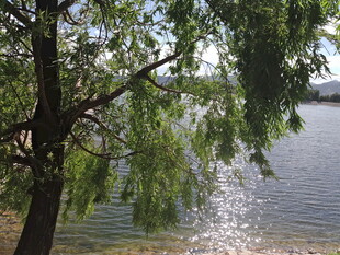 湖畔垂柳 水波潋滟之景